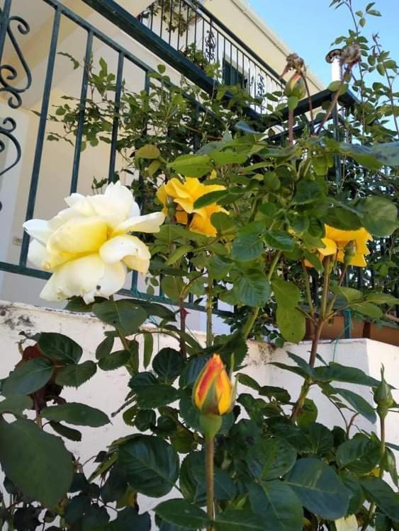 萨米Rosegarden别墅 外观 照片