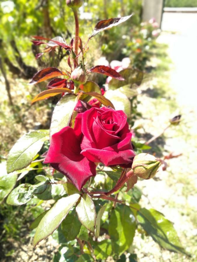 萨米Rosegarden别墅 外观 照片